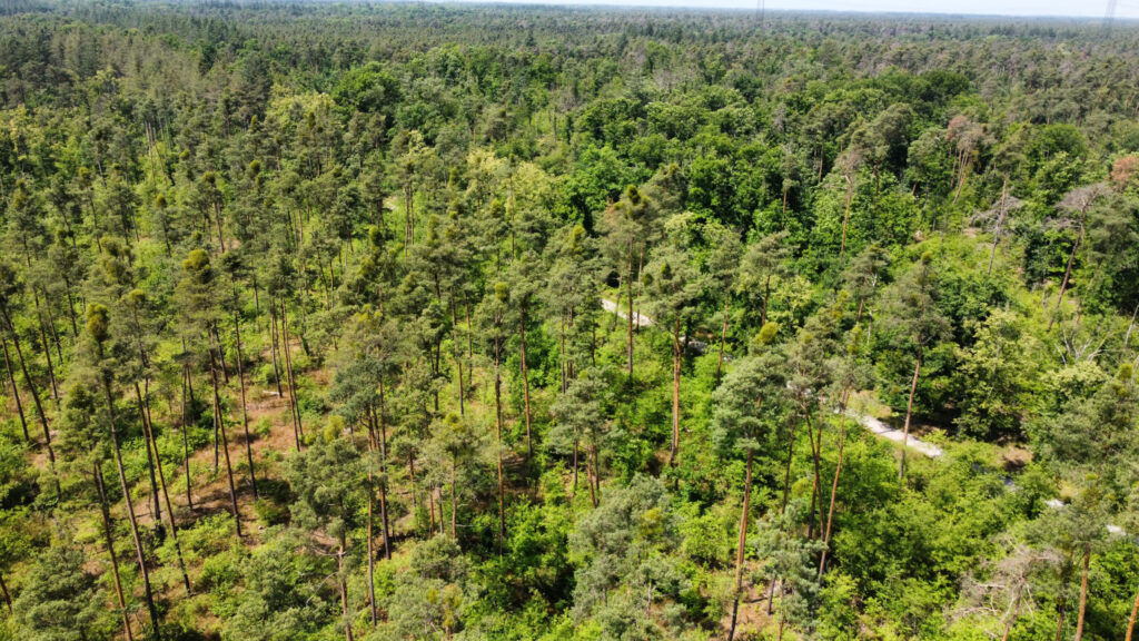 Aerial image of forest Schwetzinger Hardt in Sandhausen